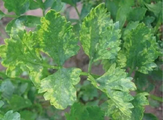 植物病害|芹菜病毒病症状与防治方法