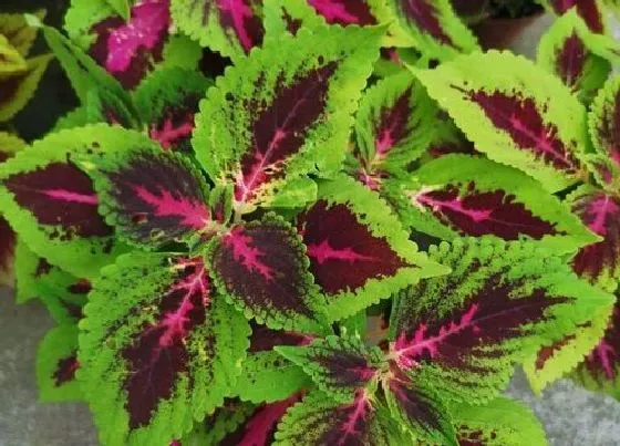 植物百科|五彩苏是一年生还是多年生 只能养一年吗