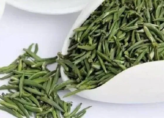 食用常识|雀舌茶属于什么茶