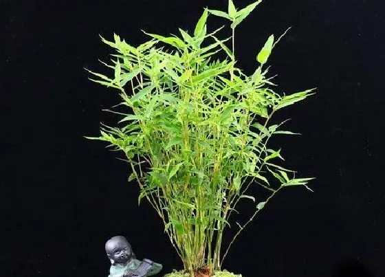 植物百科|罗汉竹有种子吗