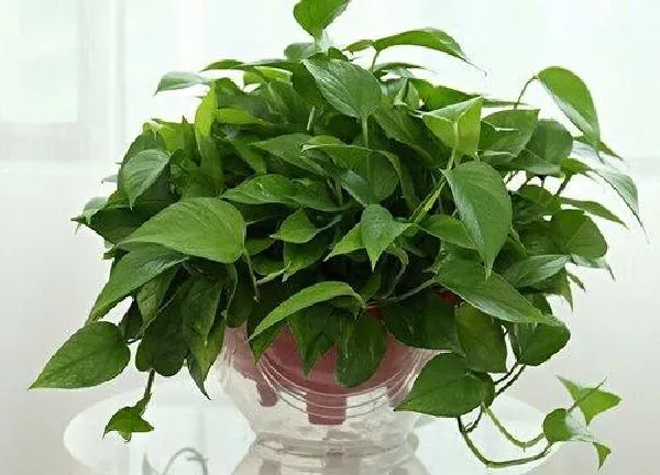 养殖科普|绿萝喜水吗 是喜水植物吗