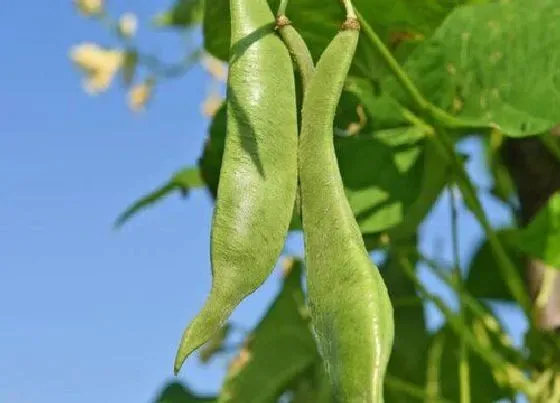 种植管理|扁豆几月份种植最好 什么时间种合适