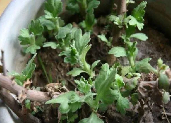 植物发芽|菊花什么时候发芽长叶