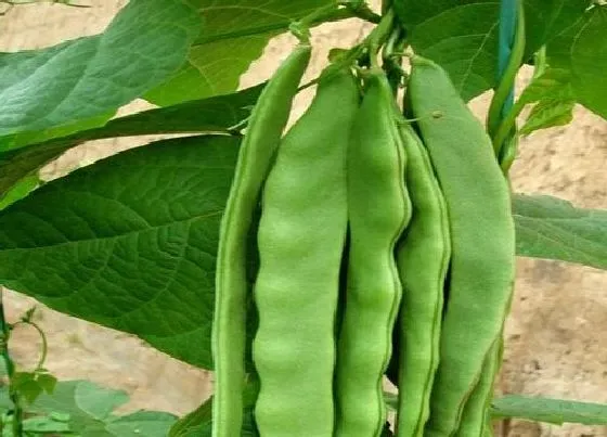食用常识|豆角含糖量高吗