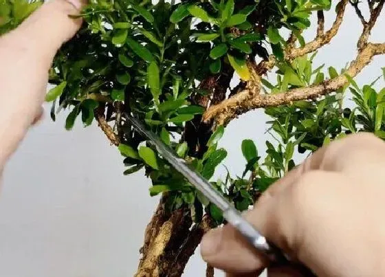 植物修剪|小叶黄杨树怎么修剪方法
