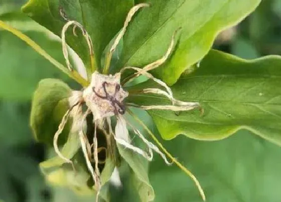 植物虫害|重楼病虫害防治技术与方法措施