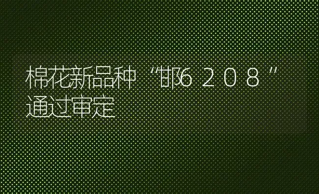 棉花新品种“邯6208”通过审定 | 粮油作物种植