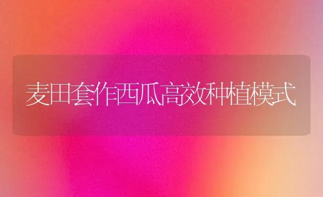 麦田套作西瓜高效种植模式 | 植物种植百科