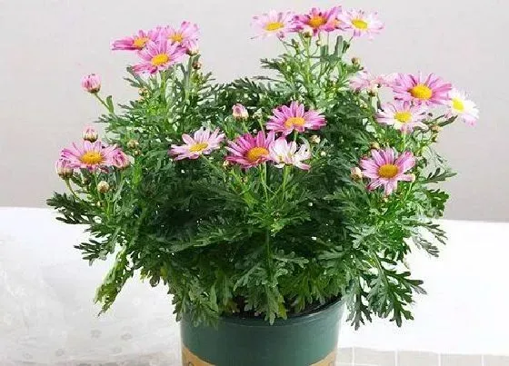 植物百科|玛格丽特花有种子吗