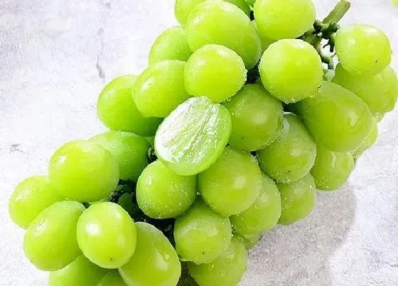 果实成熟|青提子什么季节成熟