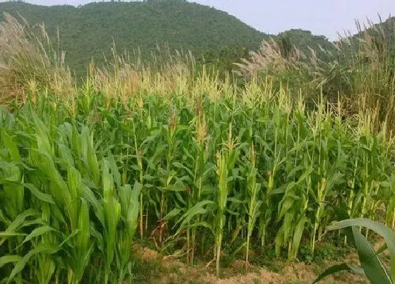 植物百科|玉米会开花吗 开的花是什么样子的