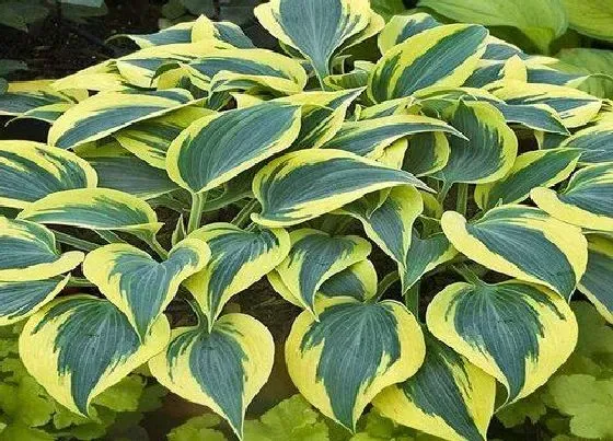 植物百科|玉簪属于什么植物类型