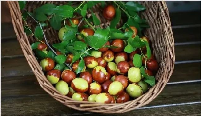 鲜枣栽培及病虫害防治技巧 | 植物病害