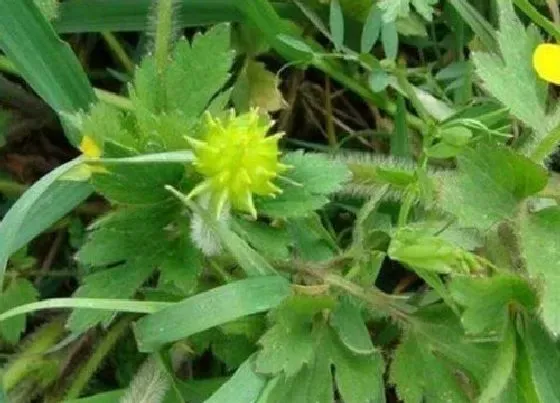 植物百科|猫爪草又叫什么名字