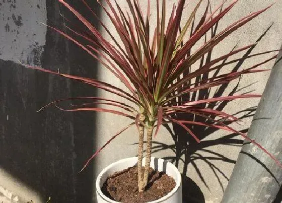 植物种类|千年木和七彩铁是一种植物吗
