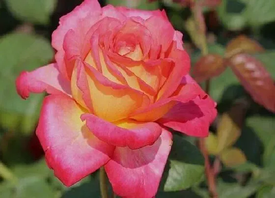 开花时间|彩云月季一年开几次花