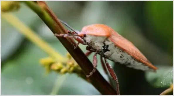 果树如何科学防治岱蝽？ | 种植施肥