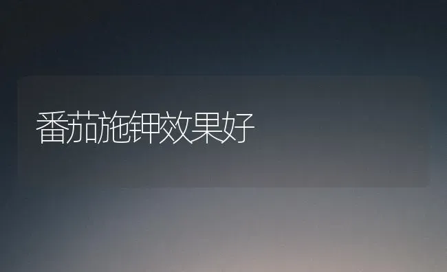 番茄施钾效果好 | 瓜果种植