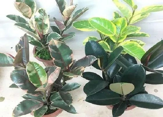 植物百科|橡皮树有什么作用
