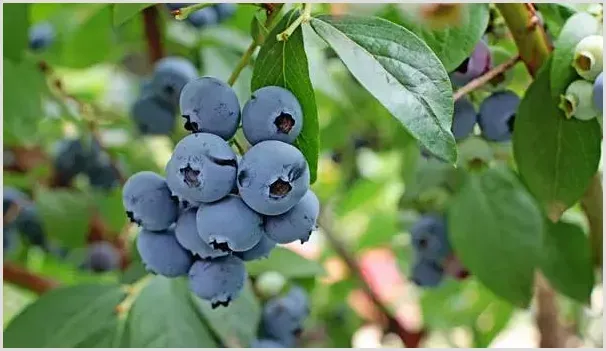 蓝莓怎样种植管理？这些土水肥管理要注意！ | 养殖技术