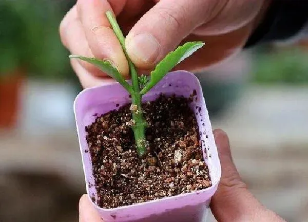 植物扦插|长寿花可以扦插吗