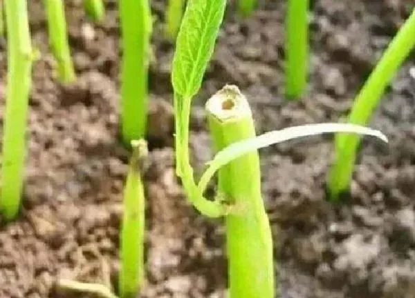 植物扦插|竹子插枝能活吗
