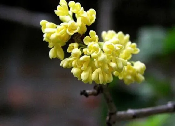 植物百科|桂花是什么形状