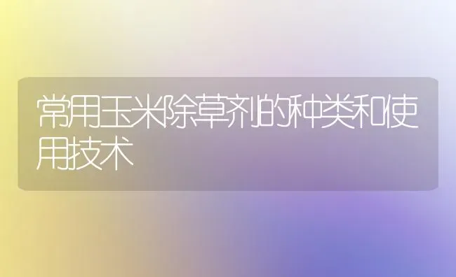常用玉米除草剂的种类和使用技术 | 粮油作物种植