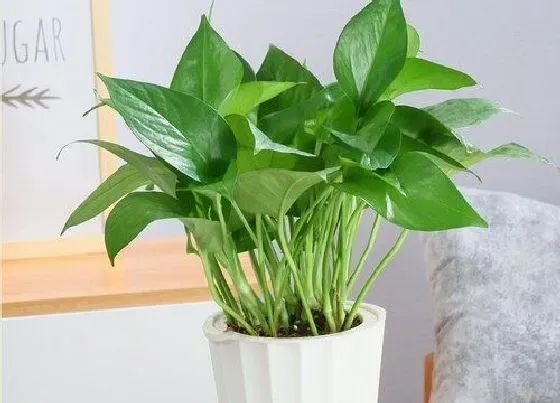 植物排行|绿色植物有哪些