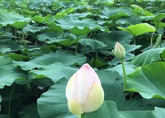 花期|荷花花期多长时间 开花多久凋谢