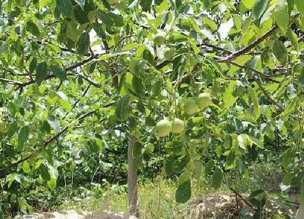 植物浇水|核桃树多久浇一次水