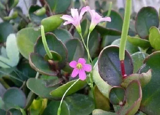 植物百科|碧玉会开花吗 开的什么样的花