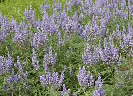 植物修剪|荆条盆景怎么修剪好看