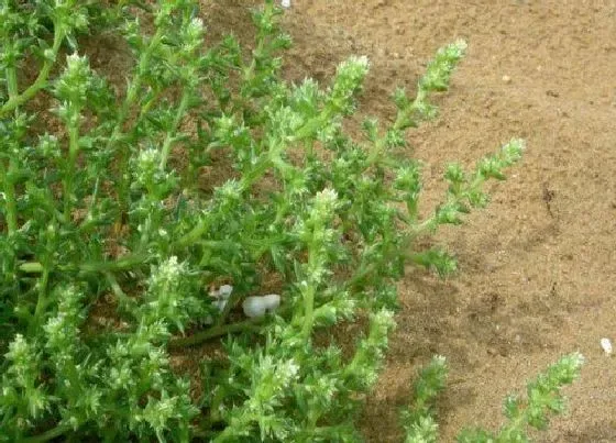 植物百科|翻滚草是什么草