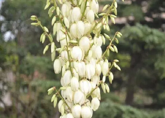 植物施肥|什么花忌用磷酸二氢钾，磷酸二氢钾哪些花卉不可以使用）