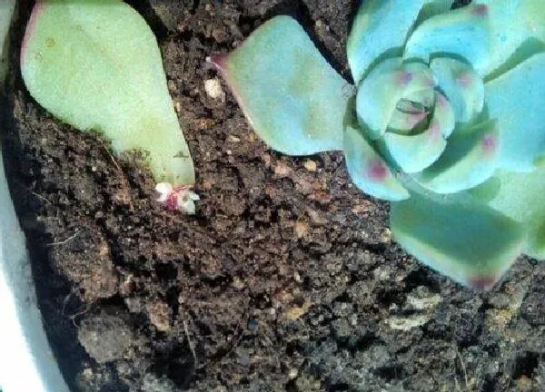 植物扦插|多肉吉娃娃叶插多久发芽