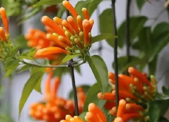花语|凌霄花的花语是什么