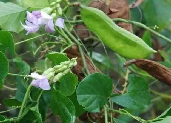 种植方法|刀豆种植时间和方法