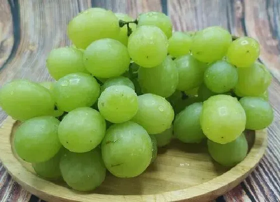 食用须知|仓鼠可以吃葡萄吗