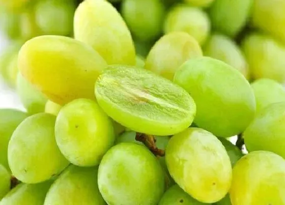 果实成熟|青提子什么季节成熟
