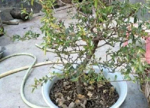 植物发芽|火棘什么时候发芽长叶