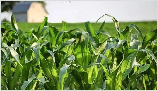 玉米出现早衰和晚熟是什么原因？有何预防措施？ | 种植资料