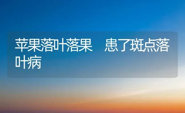 苹果落叶落果 患了斑点落叶病 | 瓜果种植