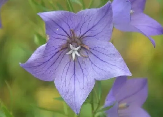 种植管理|桔梗的种植方法和时间 种植季节与管理技术