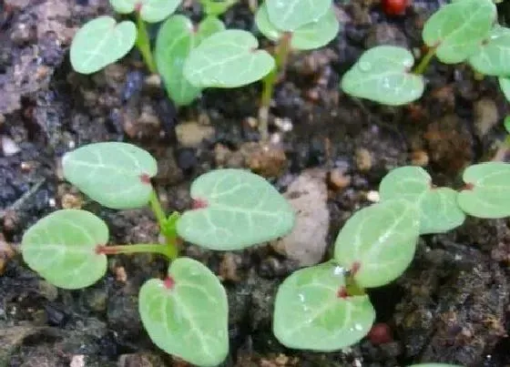 种植方法|冬寒菜种植时间和方法