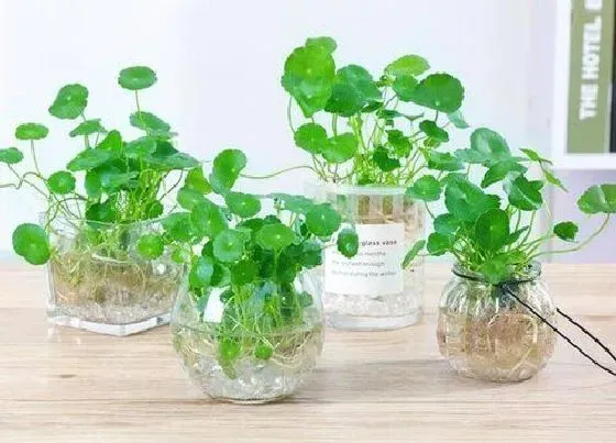 花语|代表富贵发财的花 什么花的花语代表富贵和发财