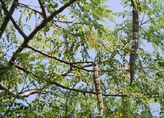 生长环境|辣木的生长环境及生长地方条件