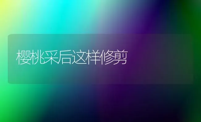 樱桃采后这样修剪 | 瓜果种植