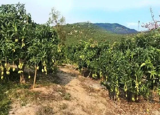 植物施肥|芒果树用什么肥料最好