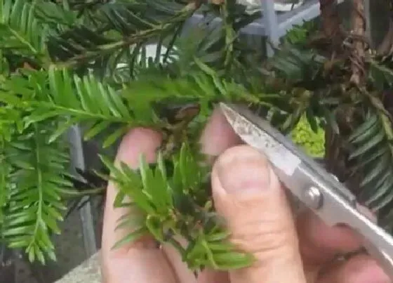 植物修剪|红豆杉冬天可以剪枝吗